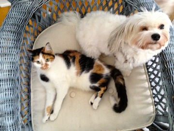 a little kitten and a one-eyed dog share a chair